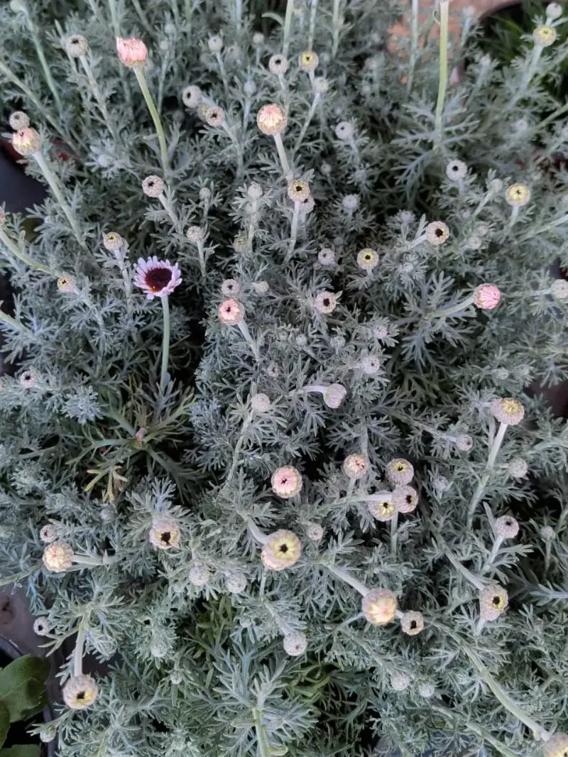 Rhodanthemum Hosmariense v14 egarden.store online