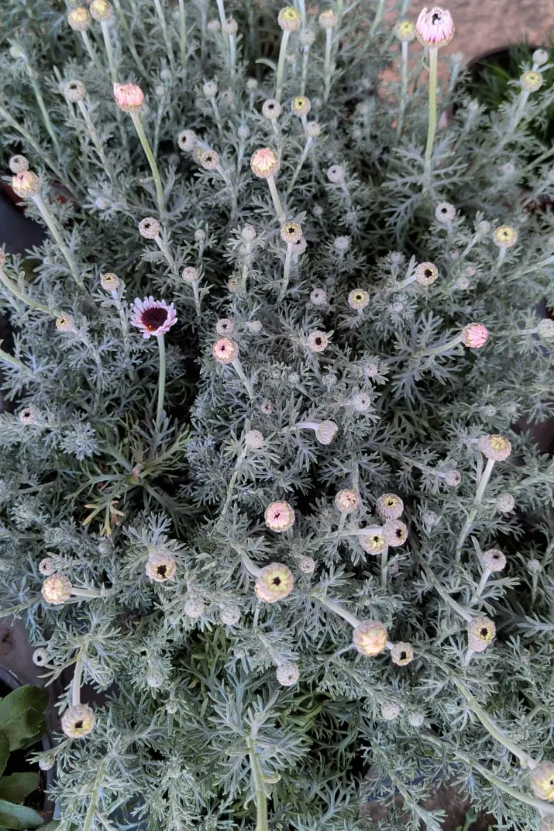 Rhodanthemum Hosmariense v14 egarden.store online