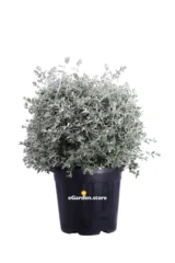 Teucrium Fruticans Sfera v40 egarden.store online