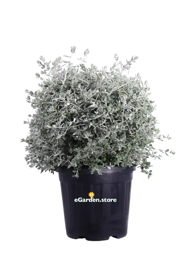 Teucrium Fruticans Sfera v40 egarden.store online