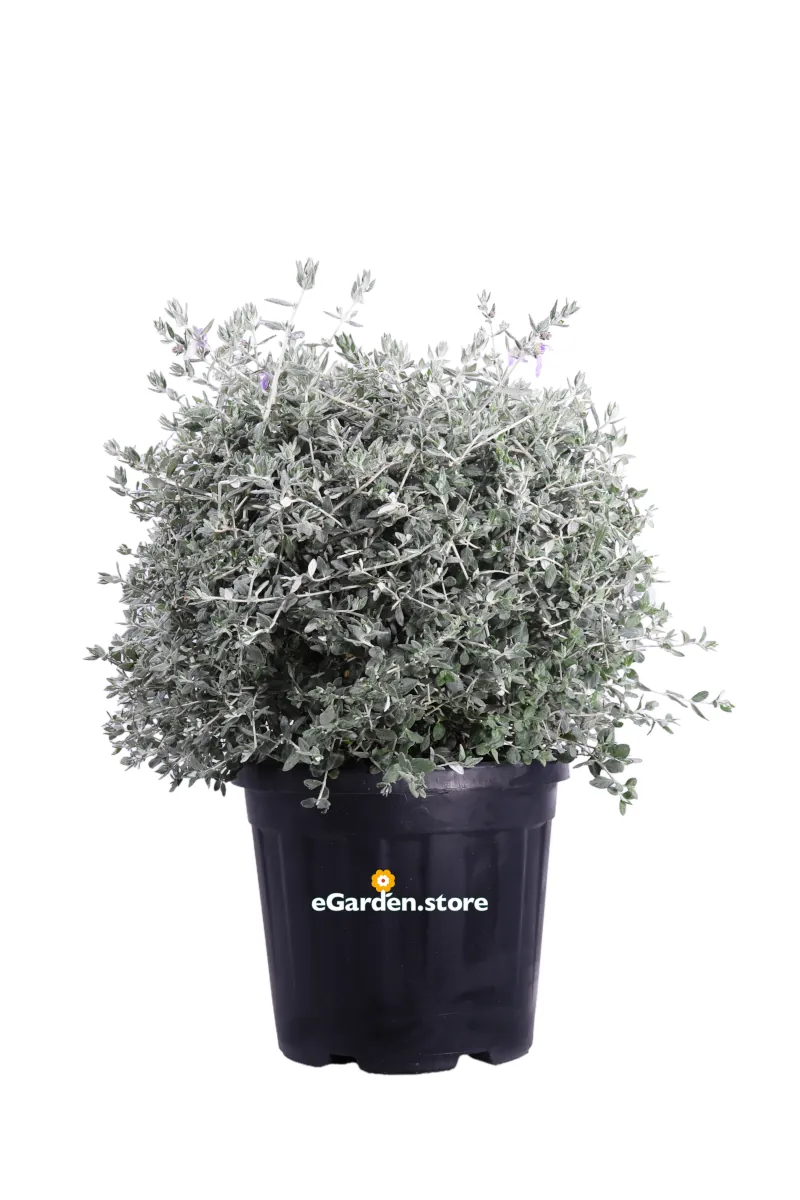 Teucrium Fruticans Sfera v40 egarden.store online