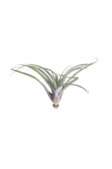Tillandsia Harrisii egarden.store online