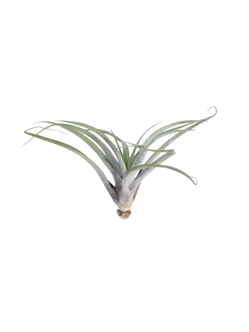 Tillandsia Harrisii egarden.store online