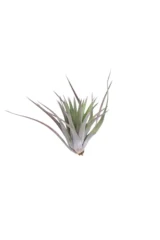 Tillandsia Kathy egarden.store online vendita