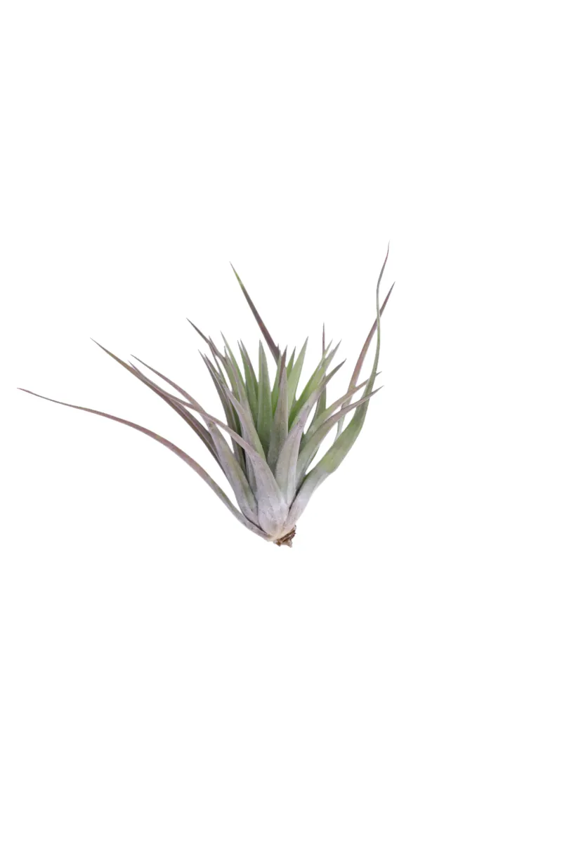 Tillandsia Kathy egarden.store 1 Tillandsia Kathy egarden.store online vendita