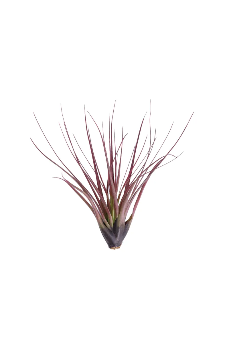 Tillandsia Melanocrater Red egarden.store online