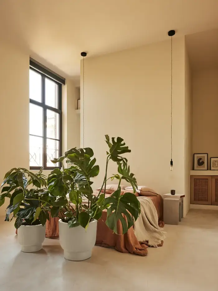 Vaso Amber Grail v40 egarden.store online