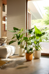 Vaso Jazz Round egarden.store online