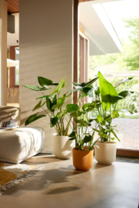 Vaso Jazz Round egarden.store online