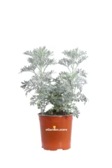 Artemisia Arborescens v17 egarden.store online