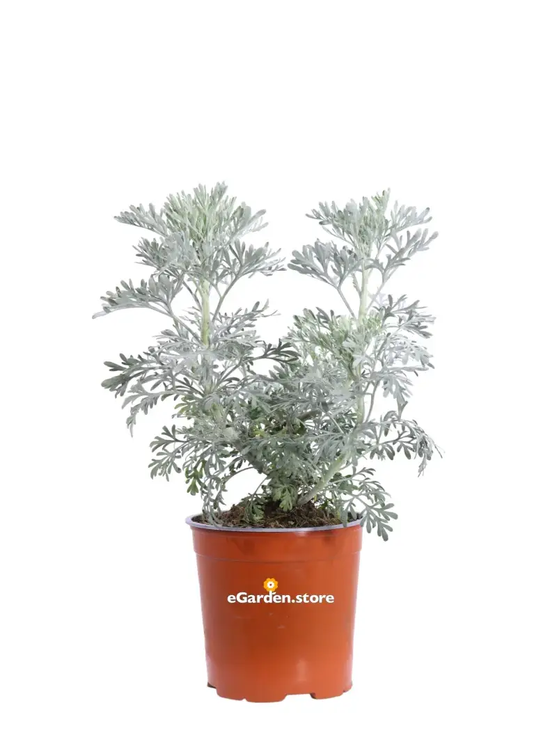 Artemisia Arborescens v17 egarden.store online