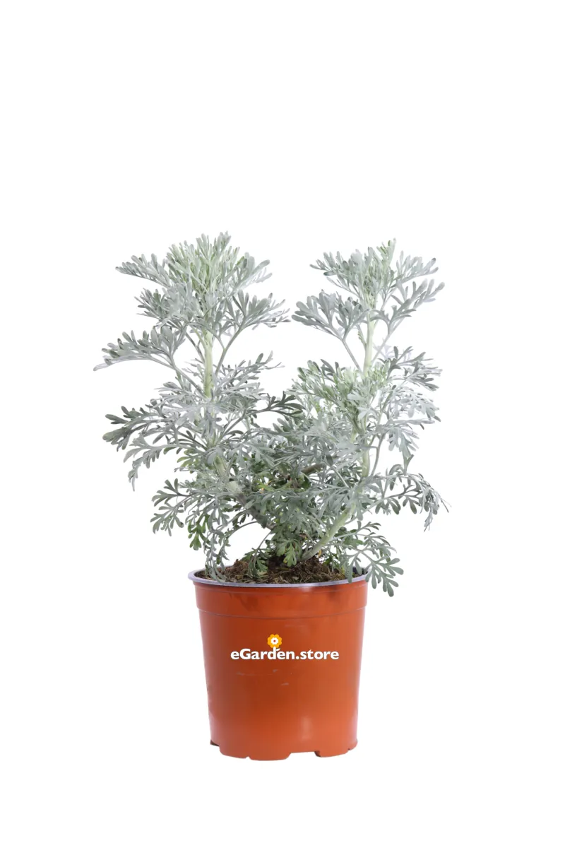 Artemisia Arborescens v17 egarden.store online
