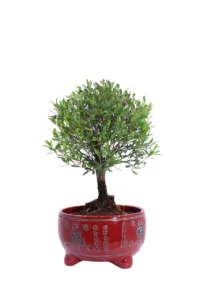 Bonsai Deco Syzygium v15 egarden.store online