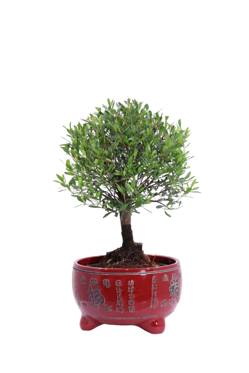 Bonsai Deco Syzygium v15 egarden.store online