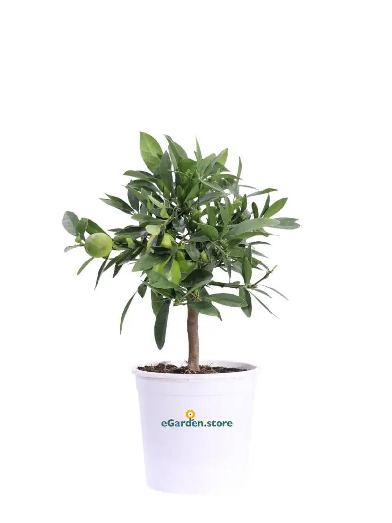 Bonsai Limequat - Citrus Aurantifolia X Fortunella v15 egarden.store online