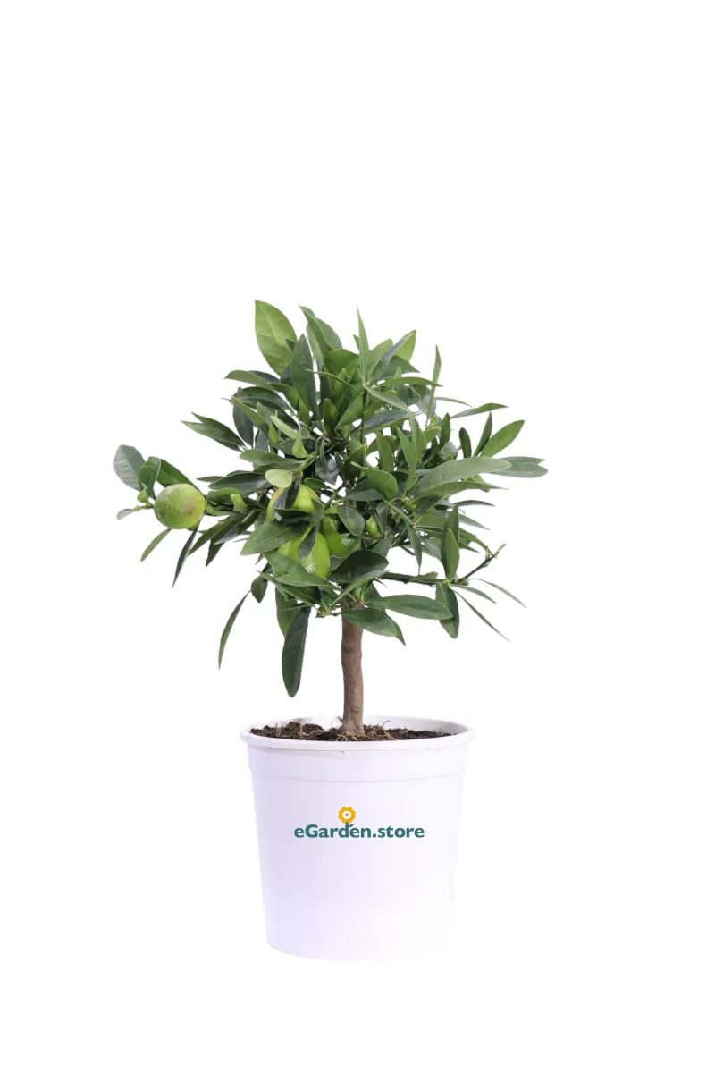 Bonsai Limequat - Citrus Aurantifolia X Fortunella v15 egarden.store online