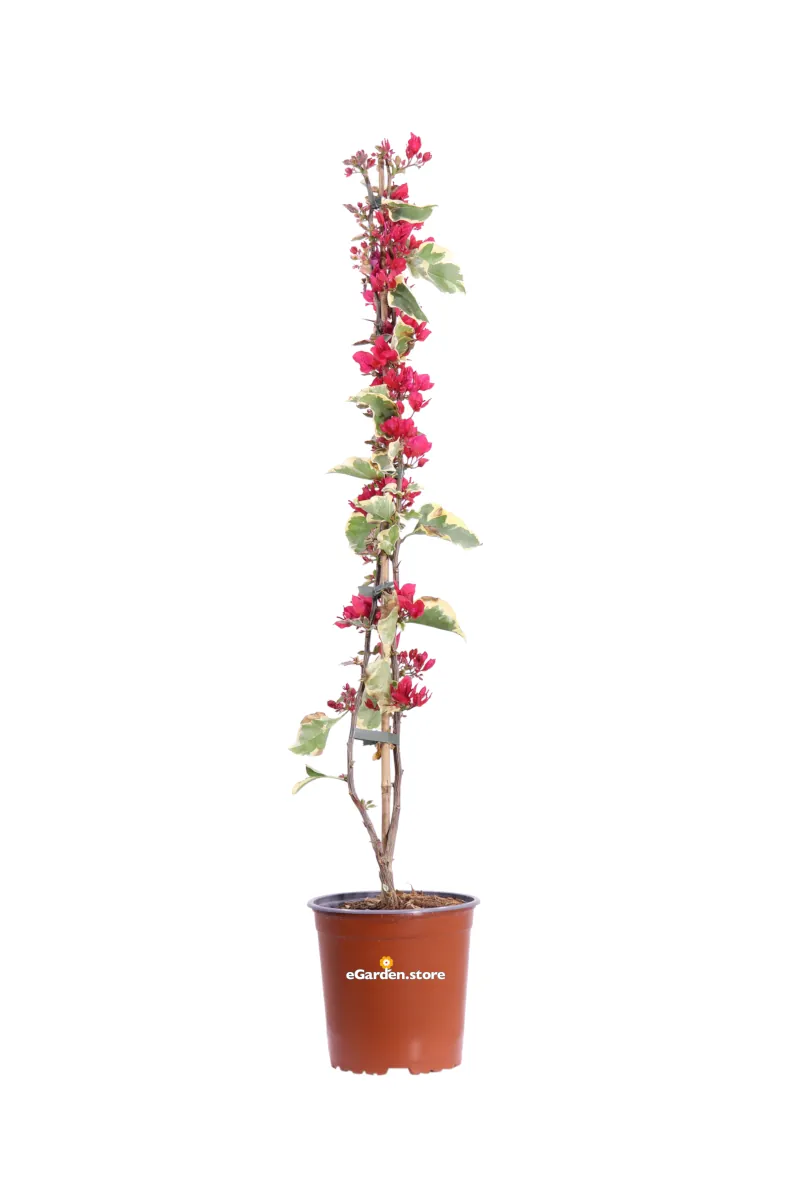 Bougainvillea X Buttiana Raspberry Ice Piramide v17 egarden.store online