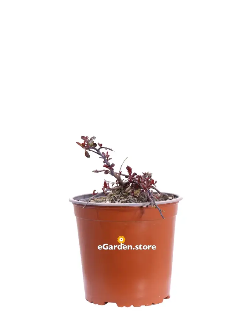 Cappero - Capparis Spinosa Inermis v17 egarden.store online