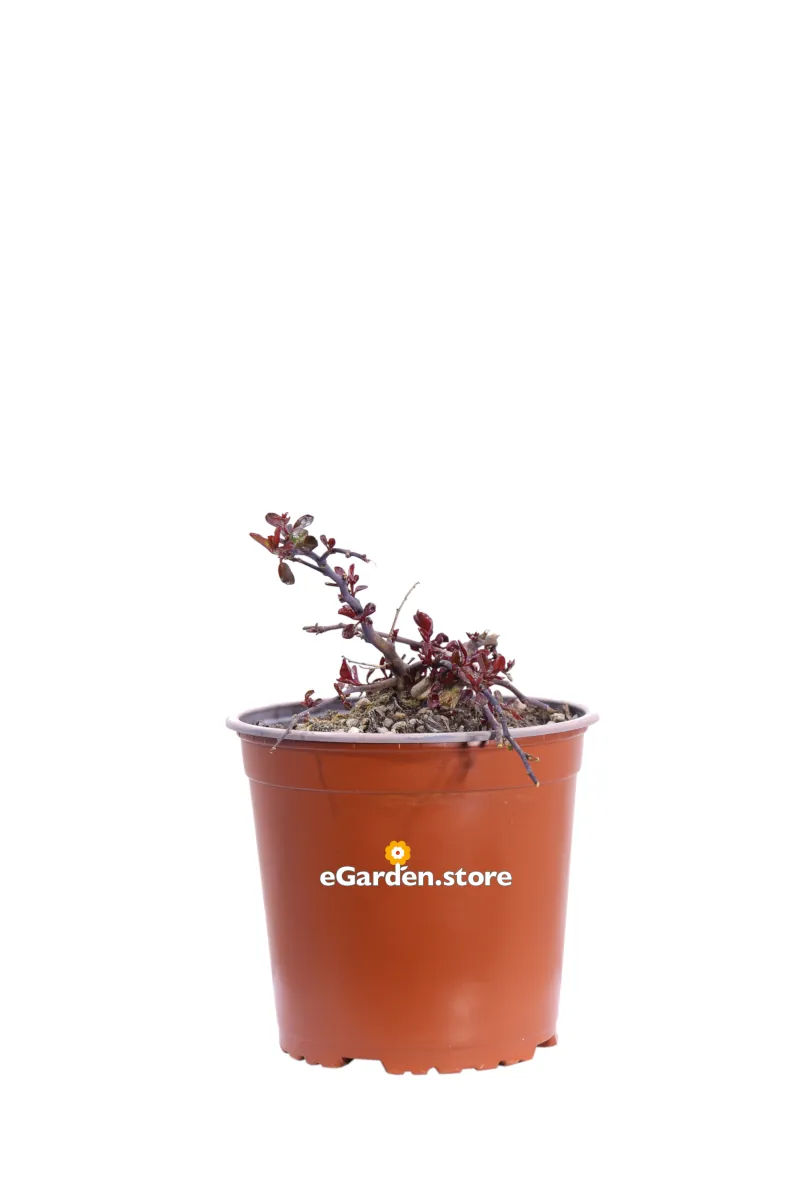 Cappero - Capparis Spinosa Inermis v17 egarden.store online