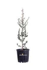 Cedrus Atlantica Glauca v24 egarden.store online