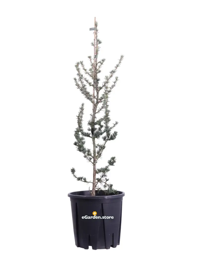 Cedrus Atlantica Glauca v24 egarden.store online