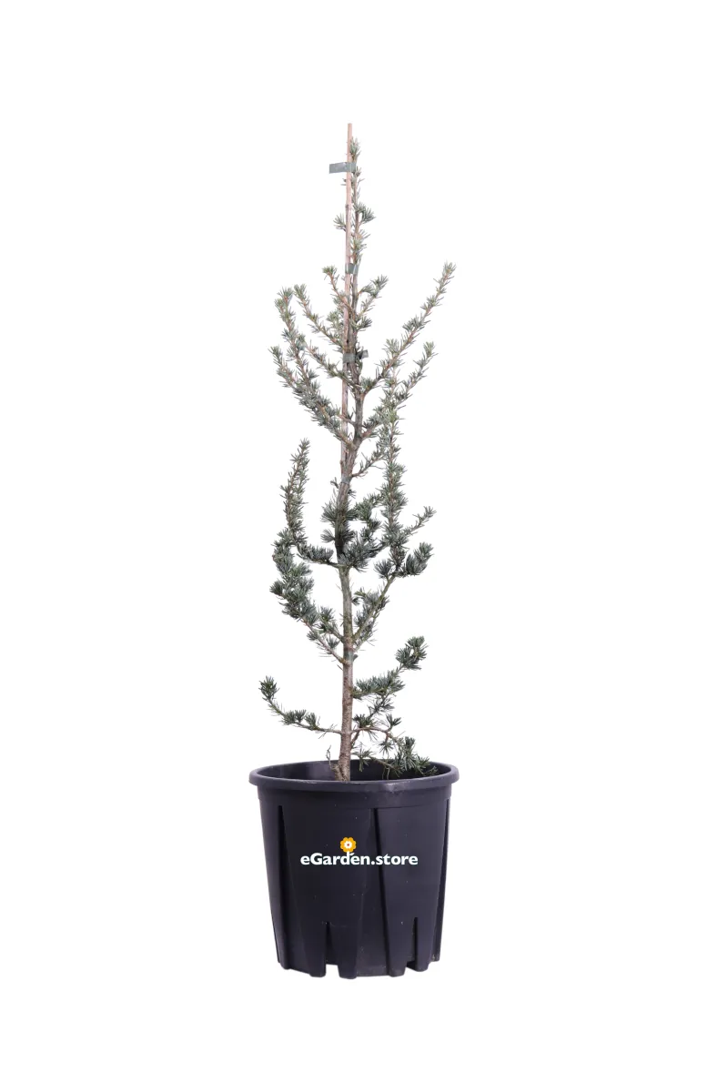 Cedrus Atlantica Glauca v24 egarden.store 1 Cedrus Atlantica Glauca v24 egarden.store online