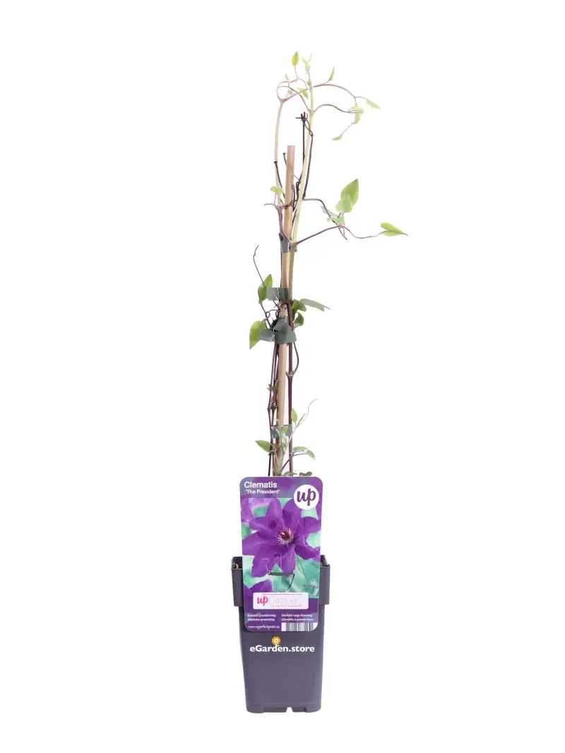 Clematide - Clematis The President v12 egarden.store online