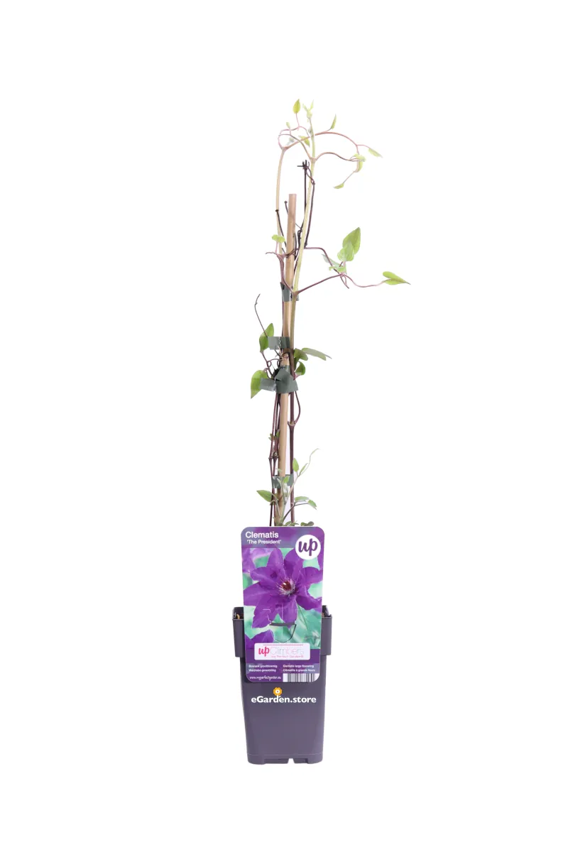 Clematide - Clematis The President v12 egarden.store 1 Clematide - Clematis The President v12 egarden.store online