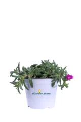 Delosperma Cooperi Ocean Sunset Fucsia v14 egarden.store online