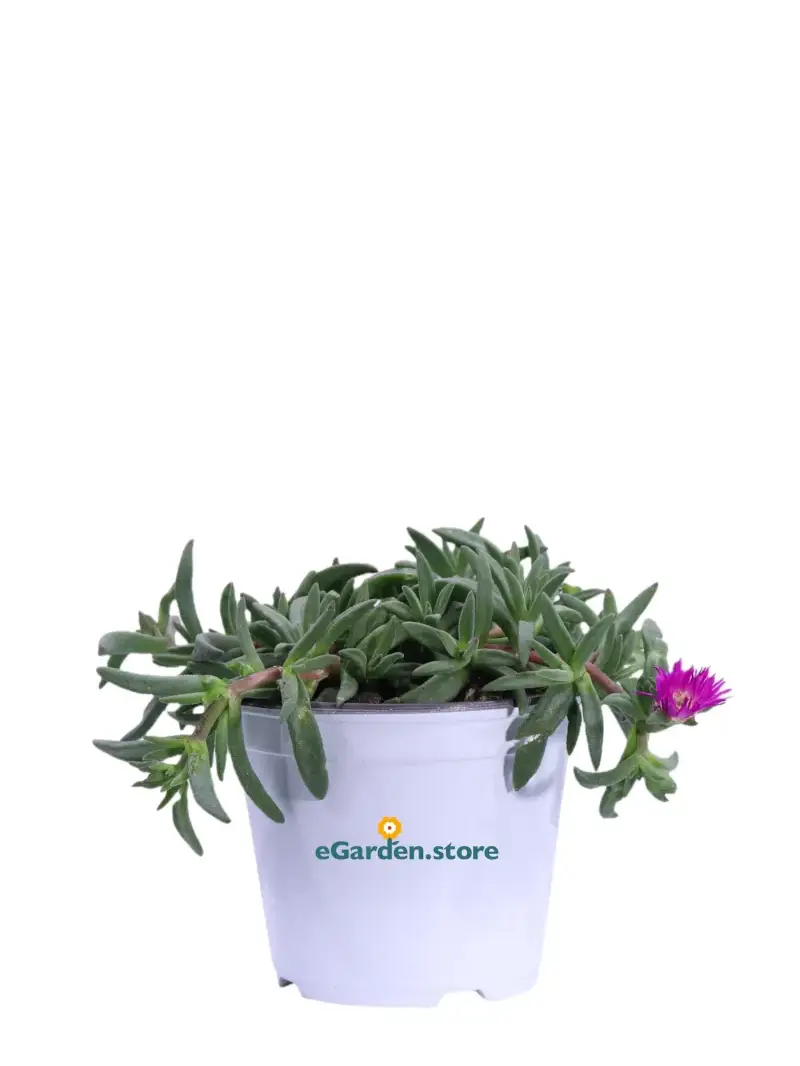 Delosperma Cooperi Ocean Sunset Fucsia v14 egarden.store online