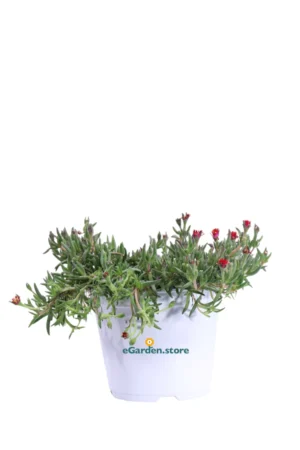 Delosperma Cooperi Rosso v14 egarden.store online