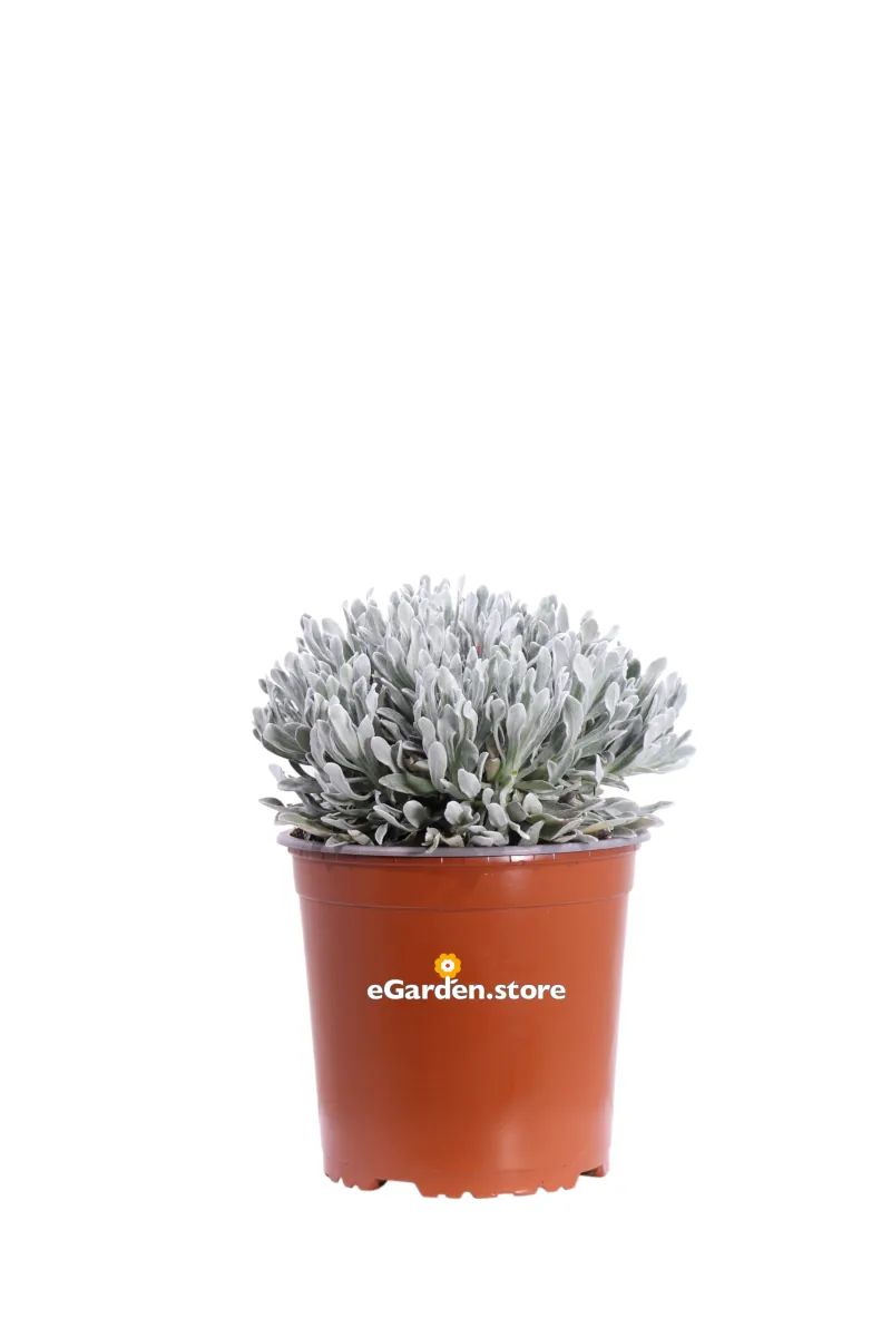 Elicriso - Helichrysum X Amorginum Red Jewel v17 egarden.store online