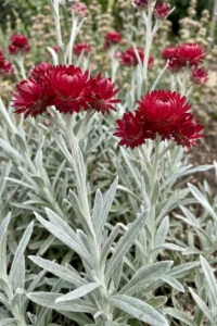 Elicriso - Helichrysum X Amorginum Red Jewel v17 egarden.store online