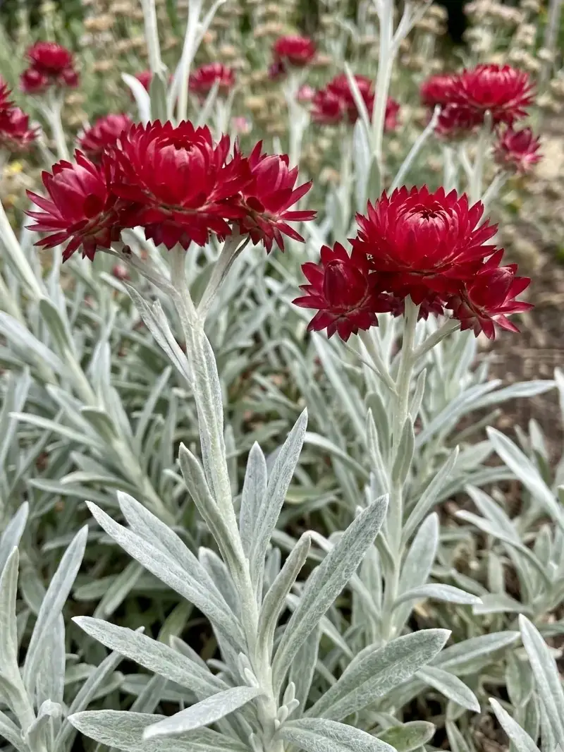 Elicriso - Helichrysum X Amorginum Red Jewel v17 egarden.store online