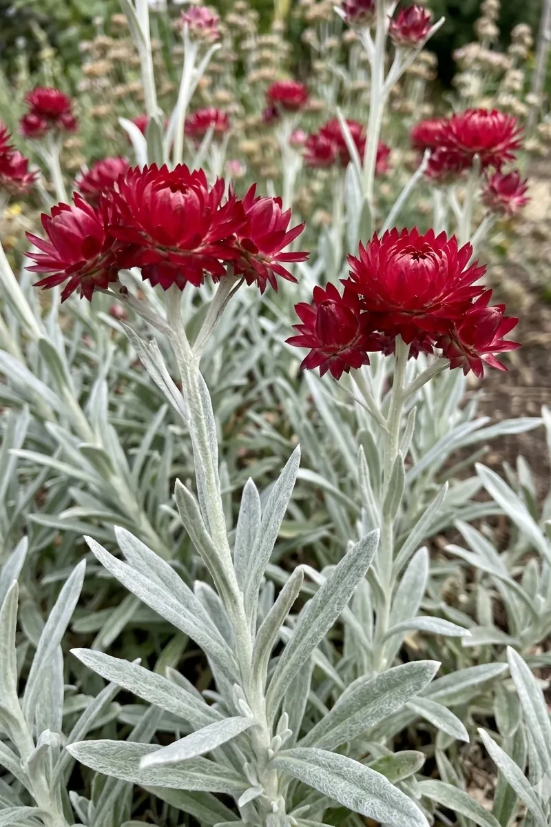 Elicriso - Helichrysum X Amorginum Red Jewel v17 egarden.store online