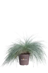 Festuca Glauca Elijah Blue v14 egarden.store online
