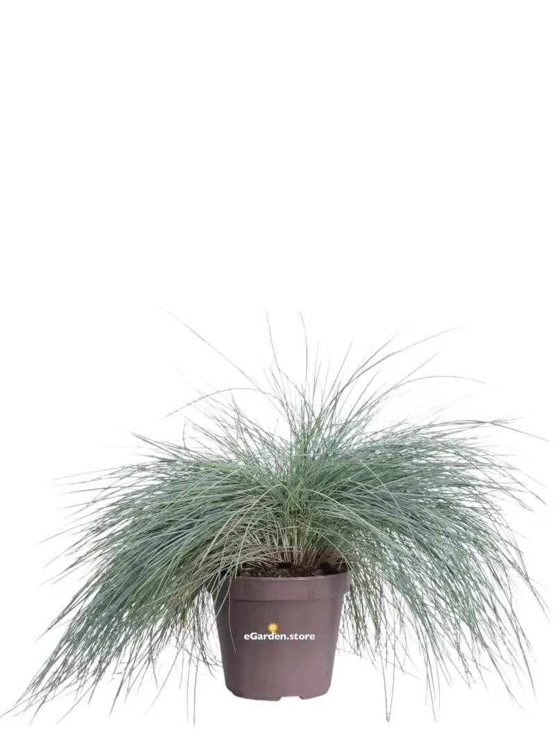 Festuca Glauca Elijah Blue v14 egarden.store online
