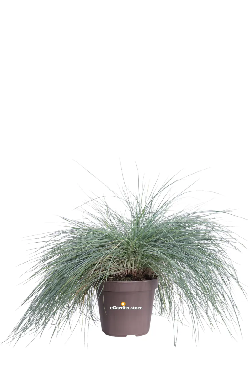 Festuca Glauca Elijah Blue v14 egarden.store 1 Festuca Glauca Elijah Blue v14 egarden.store online