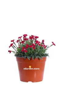 Garofanino - Dianthus Kahori Rosso v14 egarden.store online