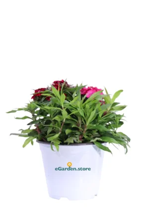 Garofano Barbato - Dianthus Barbatus Rosso-Rosa v14 egarden.store online