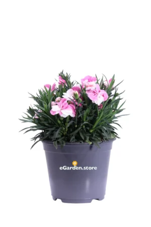 Garofano - Dianthus Caryophyllus Bicolor v14 egarden.store online