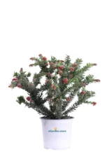 Grevillea Lanigera Winter Wonder v15 egarden.store online