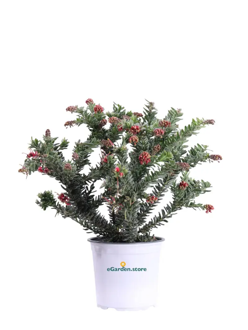 Grevillea Lanigera Winter Wonder v15 egarden.store online