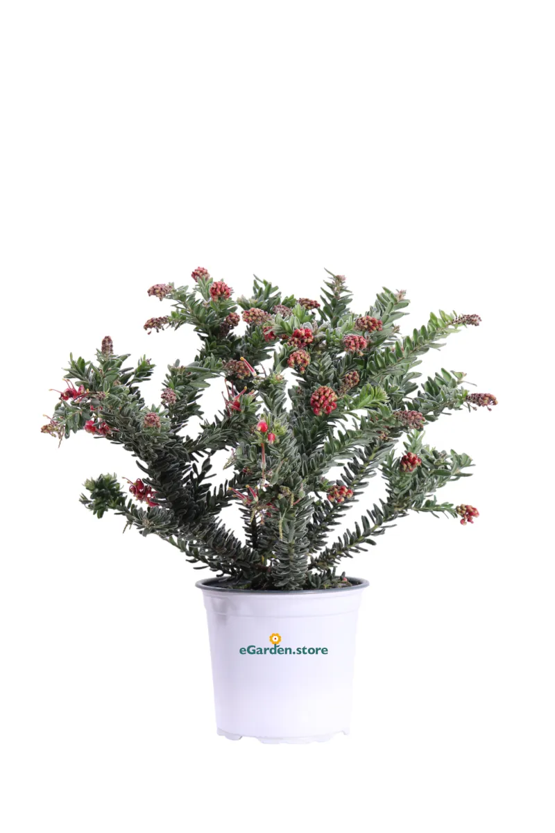 Grevillea Lanigera Winter Wonder v15 egarden.store online
