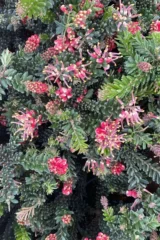 Grevillea Lanigera Winter Wonder v15 egarden.store online