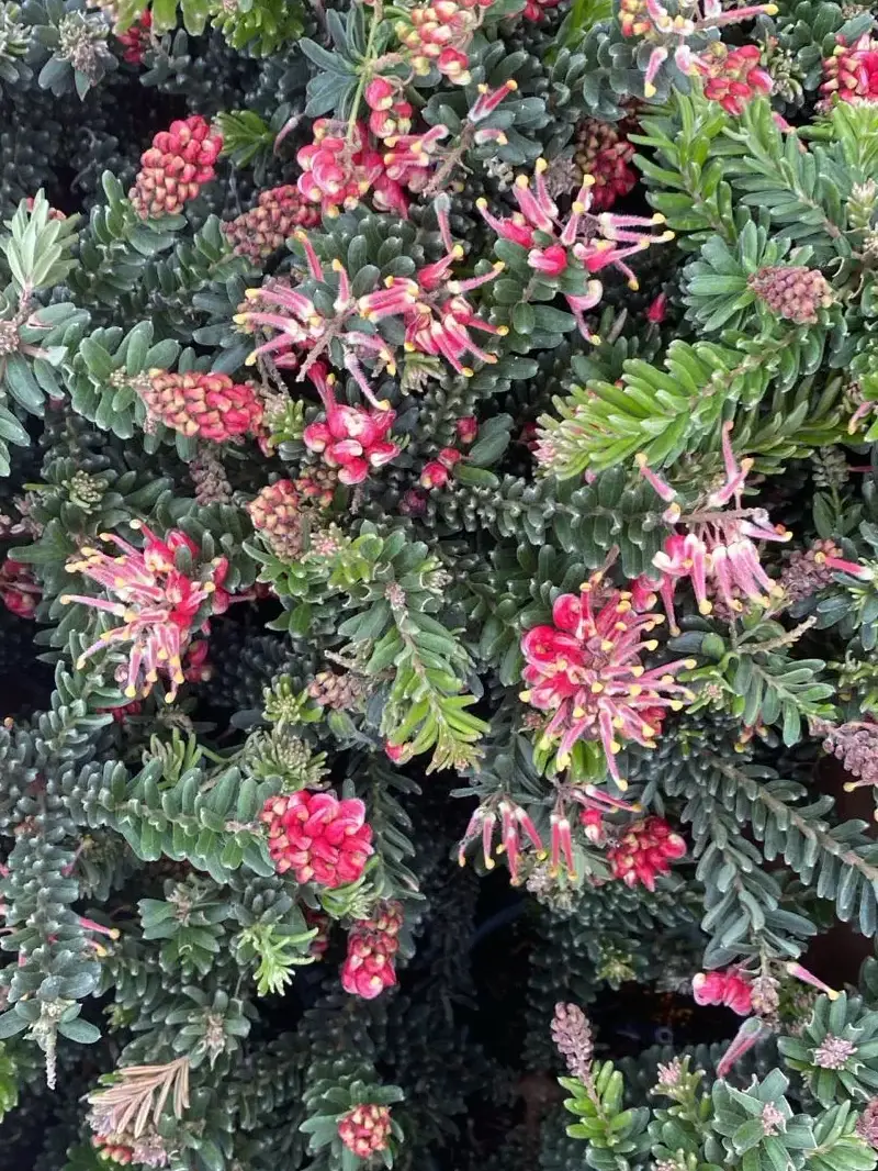 Grevillea Lanigera Winter Wonder v15 egarden.store online