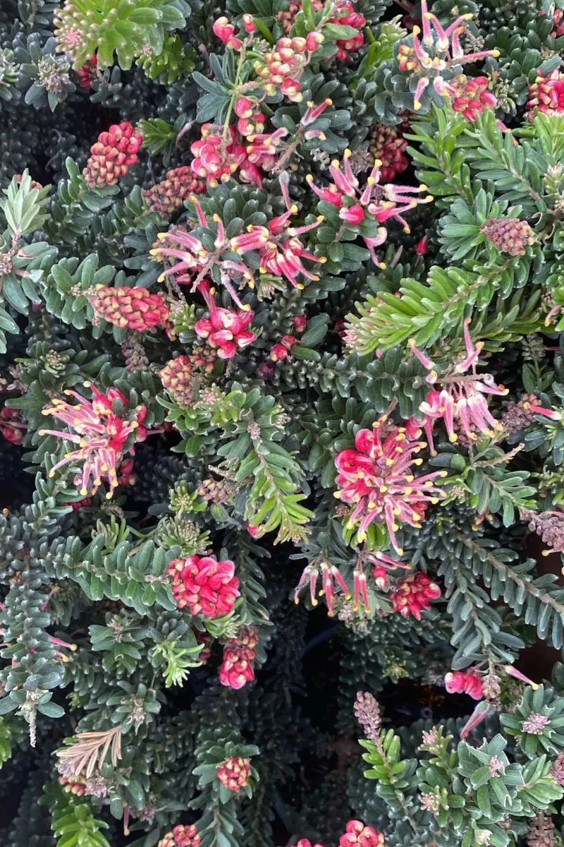 Grevillea Lanigera Winter Wonder v15 egarden.store online