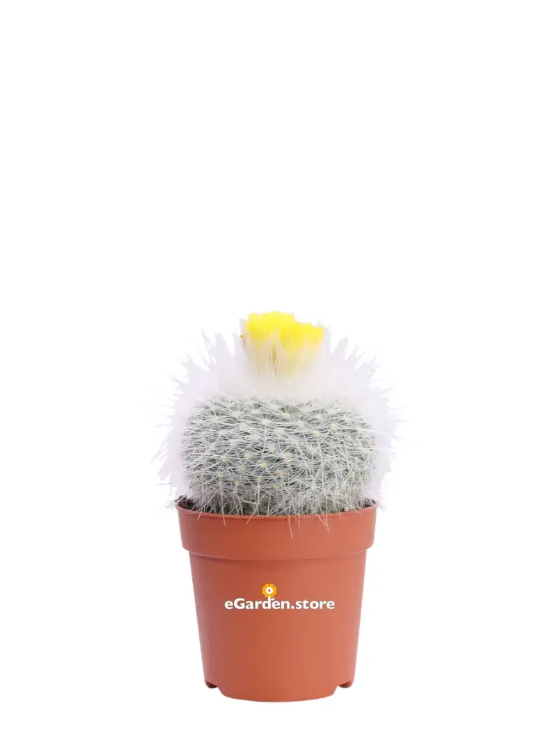 Parodia v7 egarden.store online