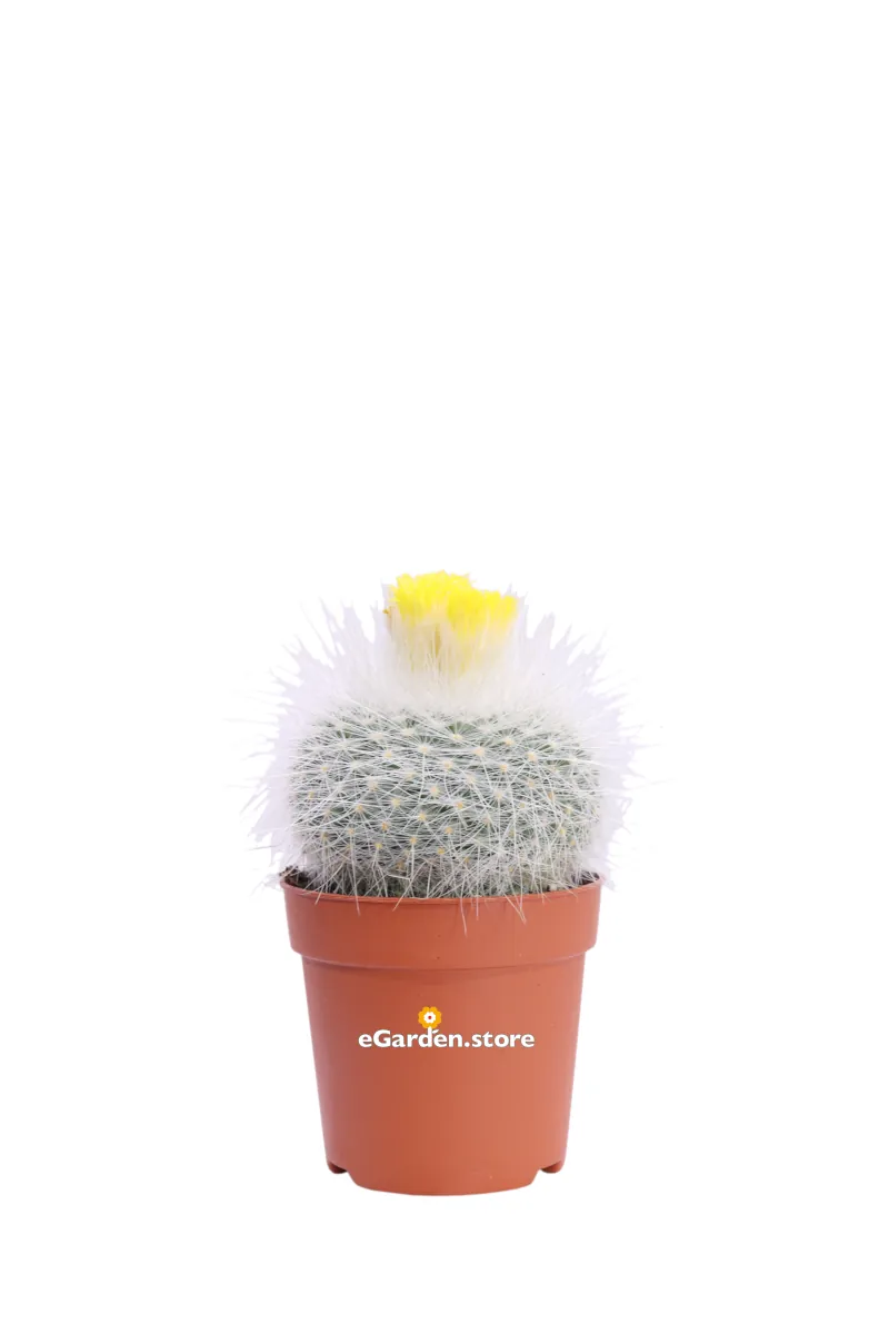 Parodia v7 egarden.store 1 Parodia v7 egarden.store online