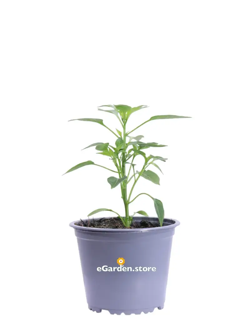 Peperoncino Guarda in Cielo v14 egarden.store online